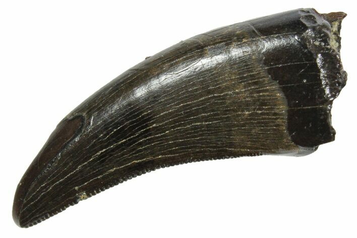 Serrated, Tyrannosaur (Nanotyrannus) Tooth - Montana #350418